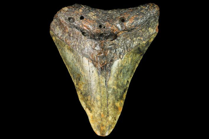 Bargain, Fossil Megalodon Tooth - North Carolina #109049